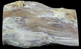 Petrified Wood Limb (Bald Cypress) - Saddle Mountain, WA #69447-2